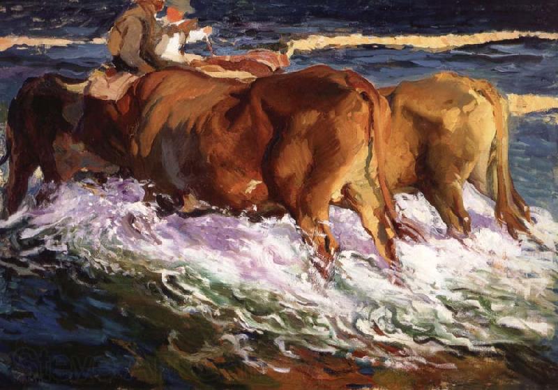 Joaquin Sorolla Y Bastida Oxen Study for the Afternoon Sun Spain oil painting art
